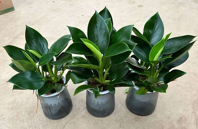 Trầu bà đế vương xanh