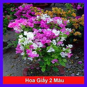 Hoa giấy