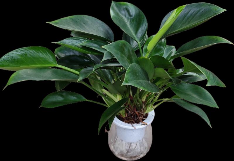 Trầu bà đế vương xanh