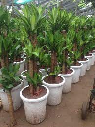 Cây Thiết Mộc Lan