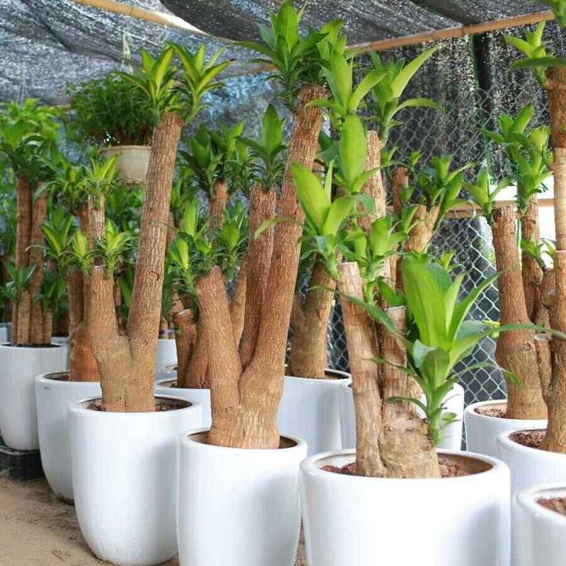 Cây Thiết Mộc Lan