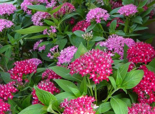 Cây cúc diễm châu